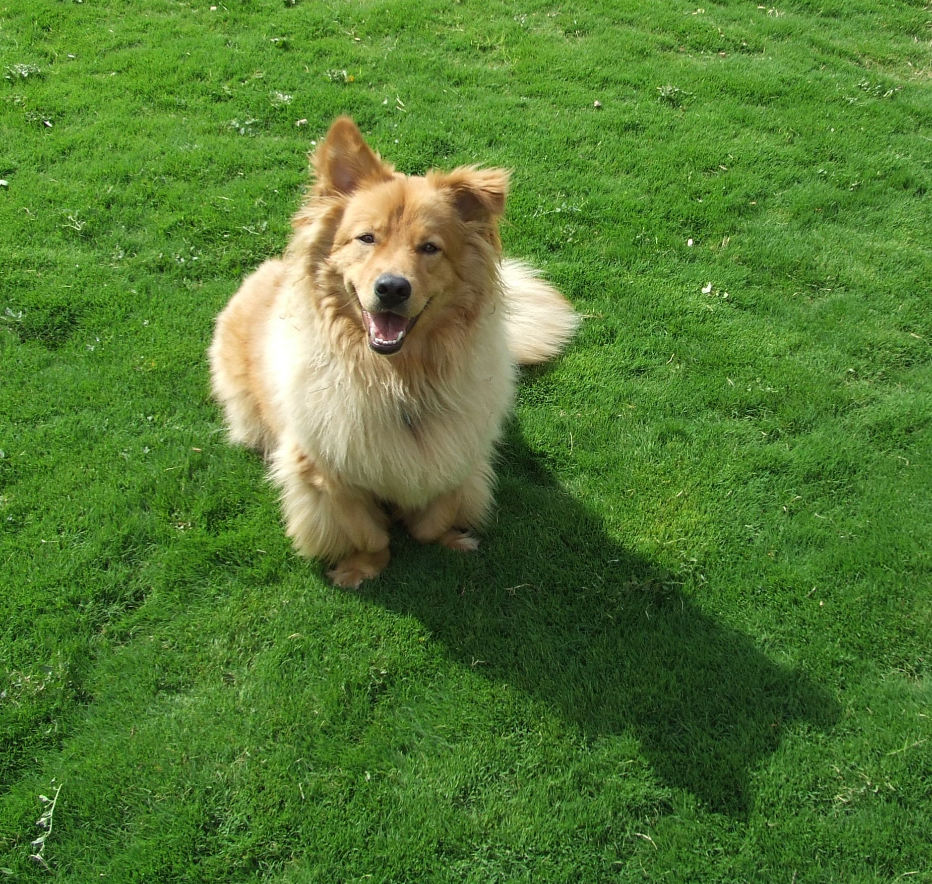 Dog Tuff Grass