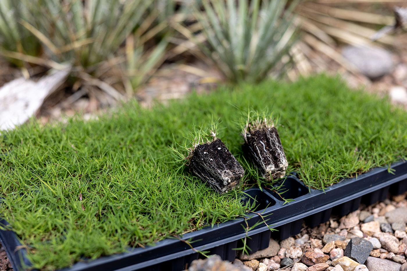 Dog Tuff Grass plugs