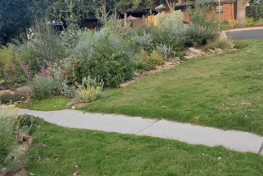 Colorado Turf Replacement Rebates: Transform Your Lawn and Save Big with DOG TUFF™ Grass