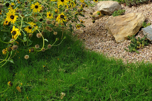 Transform Your Lawn into a Drought-Resistant Oasis with DOG TUFF™ grass