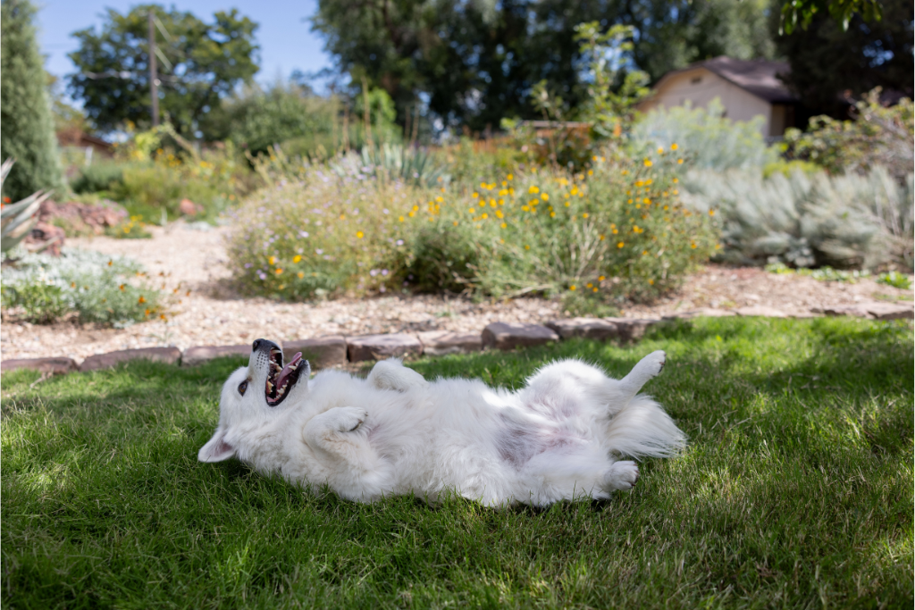 How to Choose the Best Grass for Your Climate: Why DOG TUFF™ grass Thrives Nationwide