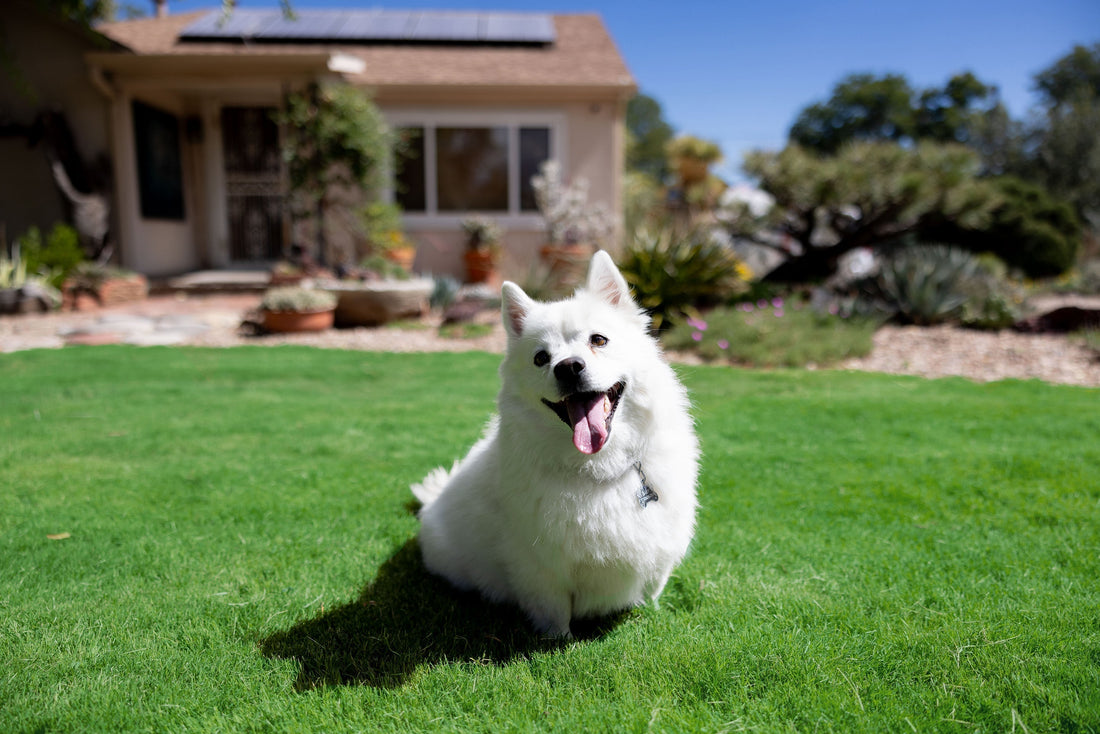 Cute Dog in front of xeric garden on lush dog tuff grass