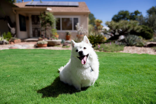 Cute Dog in front of xeric garden on lush dog tuff grass