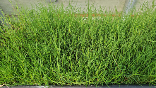 Dog Tuff Grass so soft and the ideal turf grass for dogs
