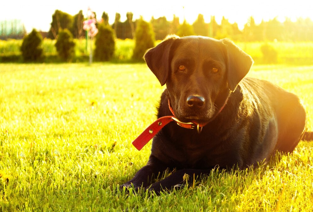 Why Dog Tuff Grass is the Best Choice for Pet Owners