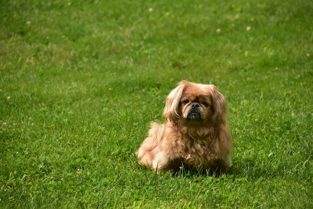 How to Choose the Best Grass for Your Climate: Why DOG TUFF™ grass Thrives Nationwide