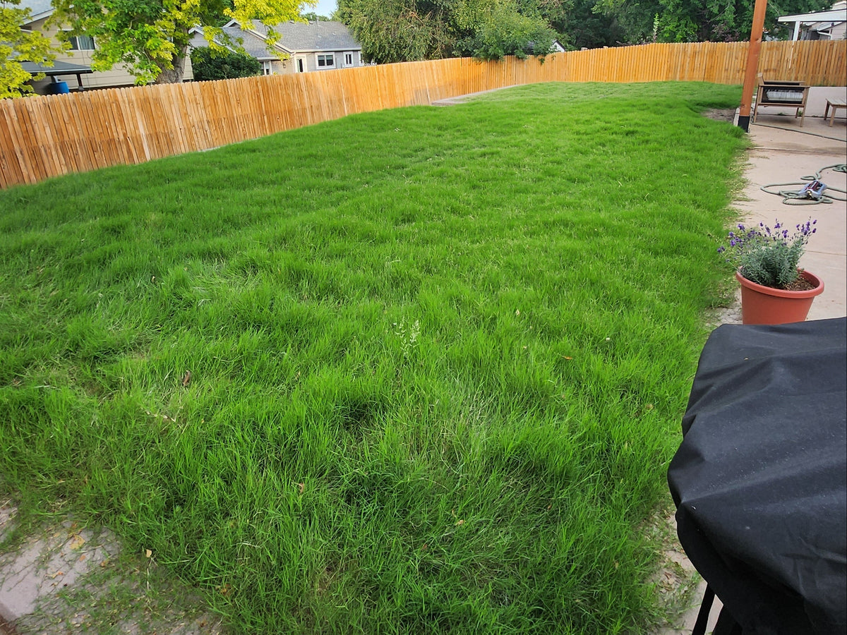 Frequently Asked Questions – Dog Tuff Grass