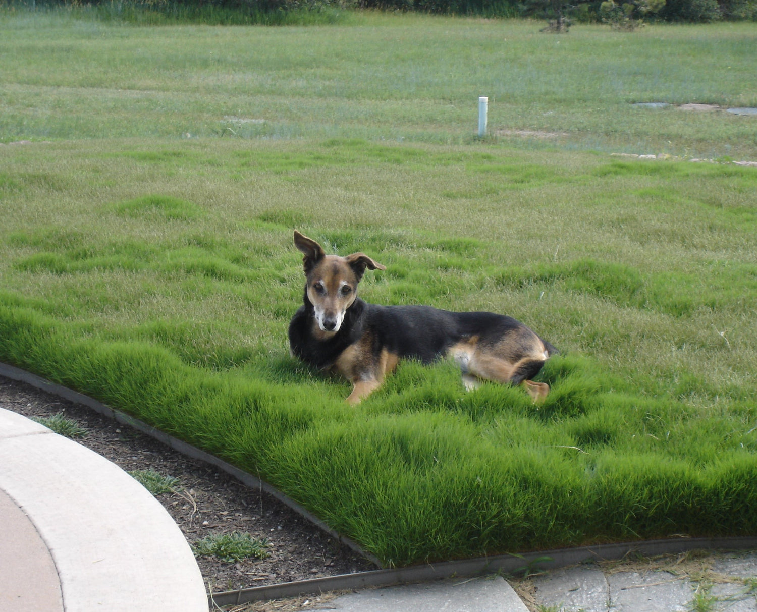 Why Dog Tuff Grass
